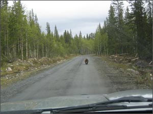 Björn på vägen